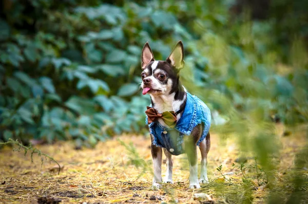 Fashionable chihuahua dog in clothes runs through the forest