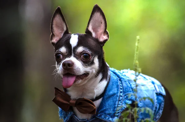 Piękny Portret Chihuahua Lesie Zielonym Tle — Zdjęcie stockowe