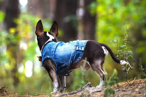 Stylish chihuahua dog in clothes runs on a green forest