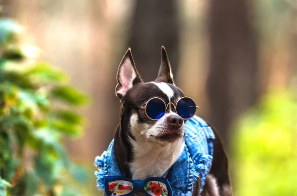 Fashionable and brutal chihuahua dog with glasses in the forest