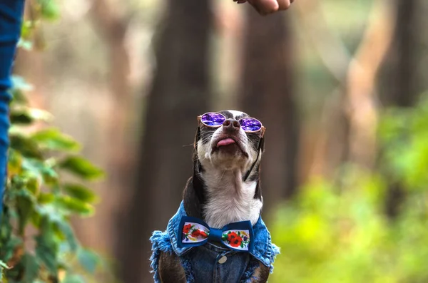 Chihuahua Põe Copos Cão — Fotografia de Stock