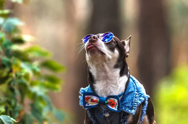 Fashionable and brutal chihuahua dog with glasses in the forest