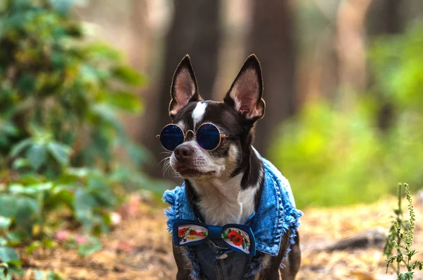 Fashionable and brutal chihuahua dog with glasses in the forest Fashionable and brutal chihuahua dog with glasses in the forest