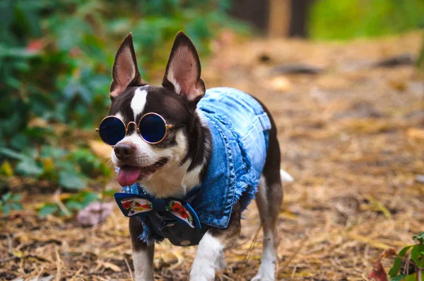 Cão Chihuahua Elegante Brutal Com Óculos Floresta — Fotografia de Stock