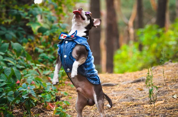 Fashionable Chihuahua dog with glasses in the forest executes commands