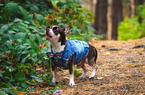 Fashionable Chihuahua dog with glasses in the forest executes commands