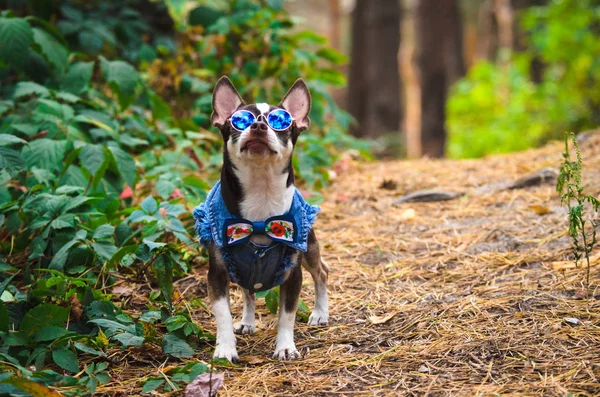 Cão Chihuahua Moda Com Copos Floresta Executa Comandos — Fotografia de Stock