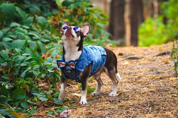 Cão Chihuahua Moda Com Copos Floresta Executa Comandos — Fotografia de Stock