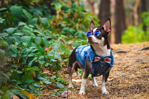 Modny Pies Chihuahua Okularami Lesie Wykonuje Polecenia — Zdjęcie stockowe