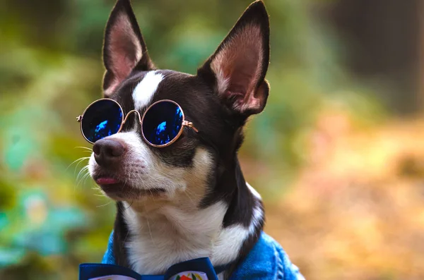 Cão Chihuahua Elegante Brutal Com Óculos Retrato Floresta — Fotografia de Stock