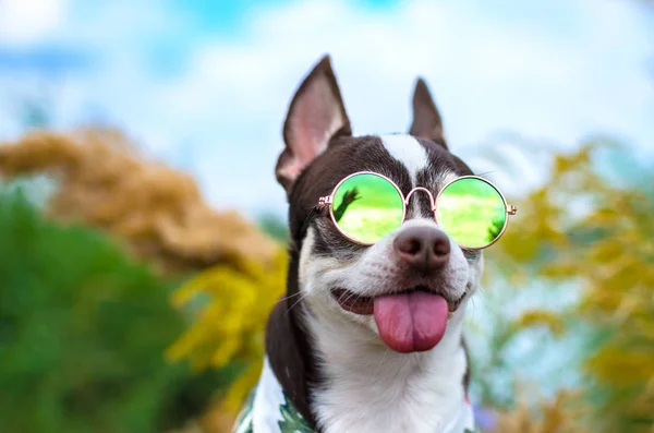 Retrato Verão Chihuahua Usando Óculos — Fotografia de Stock