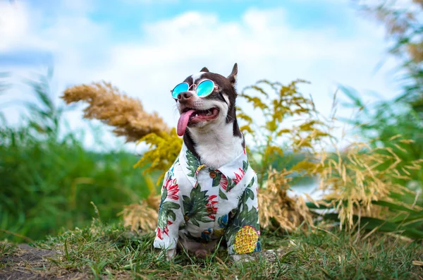 Foto Verão Chihuahua Completo Com Óculos Uma Camisa Com Abacaxis — Fotografia de Stock