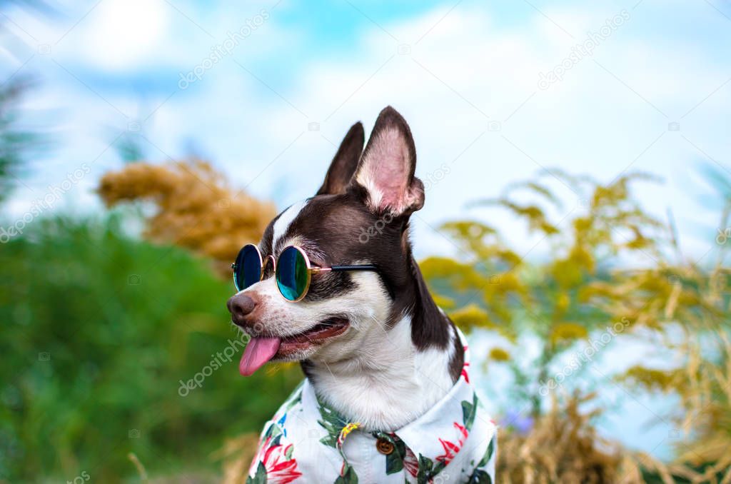 Summer portrait of a chihuahua wearing glasses