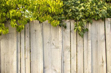 Üstüne yeşillikli ahşap çit