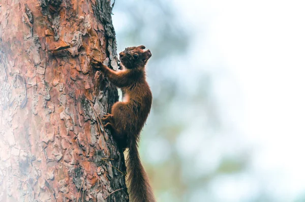 Instagram Style Squirrel Tree — Stock Photo, Image