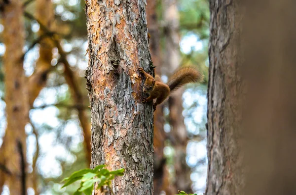 Küçük Ormanda Bir Ağaç Üzerinde Sincap — Stok fotoğraf