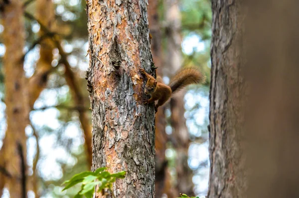 Écureuil Sur Arbre Dans Petite Forêt — Photo