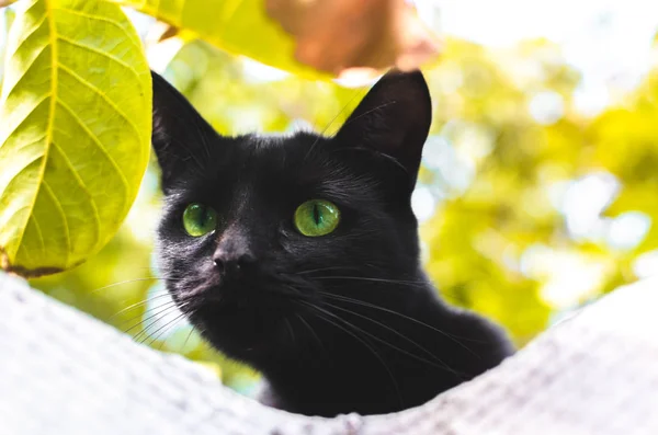 Autumn Black Cat Leaves — Stock Photo, Image