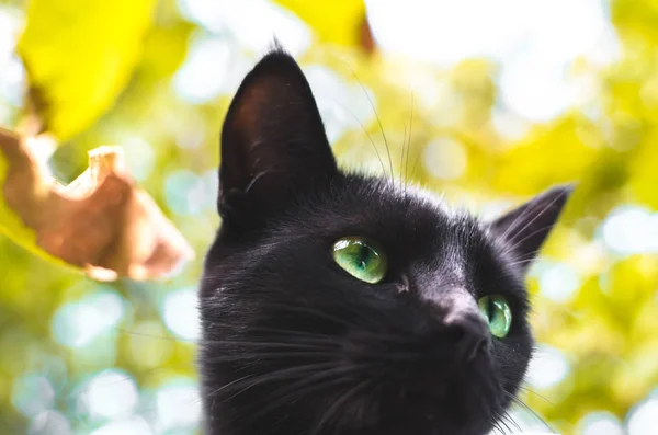 Herfst Zwarte Kat Onder Bladeren — Stockfoto