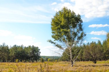Tarlada yalnız huş ağacı
