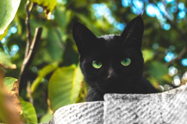 Sonbahar yaprakları arasında soluk siyah kedi