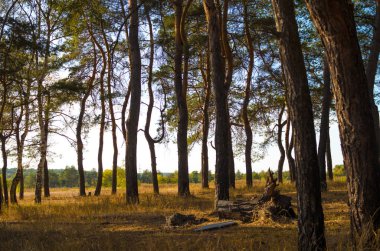 Ormanda parlak ışık