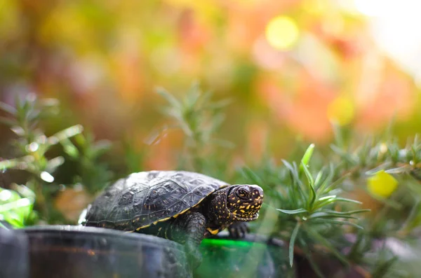 European Marsh Turtles Beautiful Bokeh — Stock Photo, Image