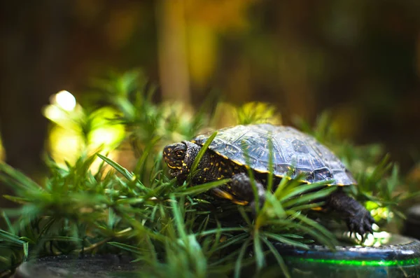 Tortugas Pantano Europeas Hierba Hermosa Luz —  Fotos de Stock