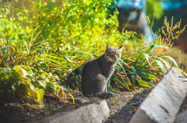  Çiçeklerin parlak çiçek yatağında Kedi