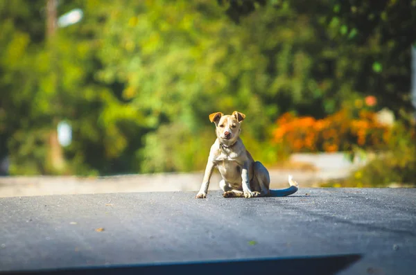 交雑犬は村の道路で洗う — ストック写真