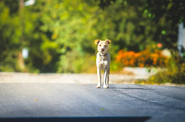 ラブラドール交雑犬は村の道路に立っています — ストック写真