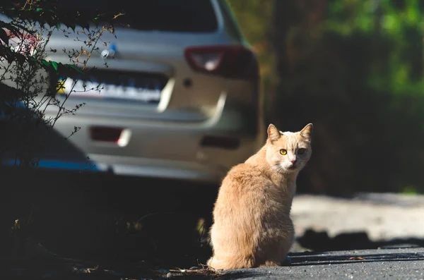 Gatto Rosso Sfondo Scuro Con Una Macchina — Foto Stock