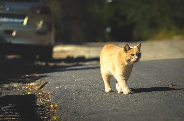 Red Cat Dark Background Road — Stock Photo, Image