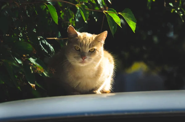 Gato Vermelho Carro Fundo Escuro Estilo Instagram — Fotografia de Stock