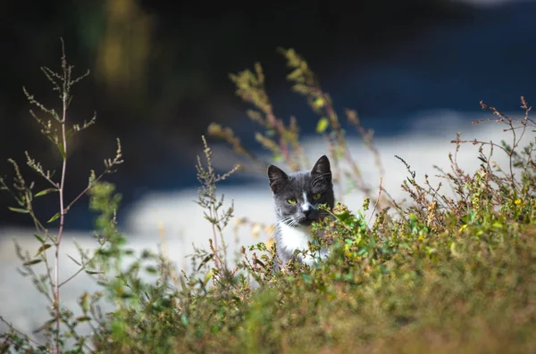 Kat Peeks Uit Van Steppe Gras — Stockfoto