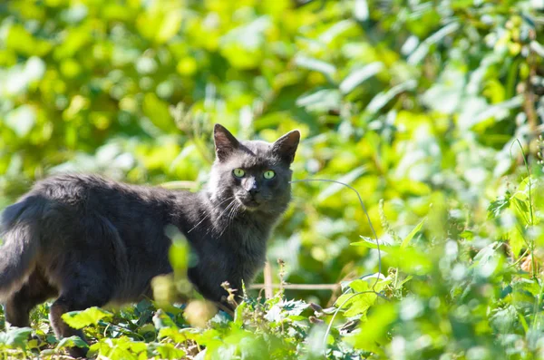 Έκπληκτη Γκρίζα Γάτα Πράσινο Γρασίδι — Φωτογραφία Αρχείου