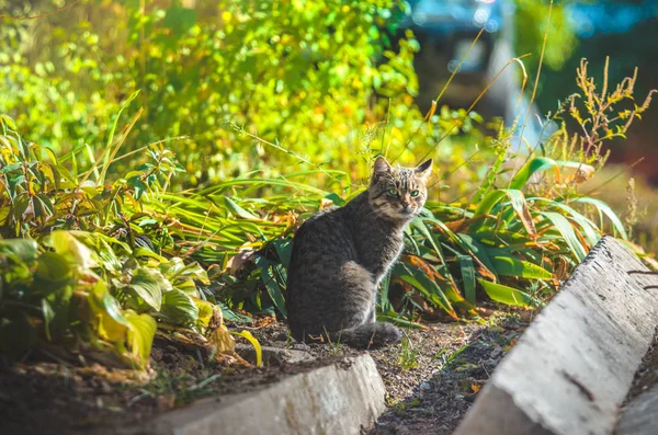 Cat Bright Flowerbed Flowers — Stock Photo, Image