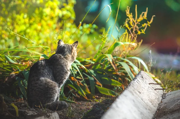 Gato Canteiro Flores Brilhante — Fotografia de Stock