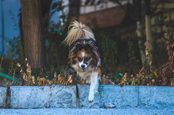 犬は縁石から下りる — ストック写真