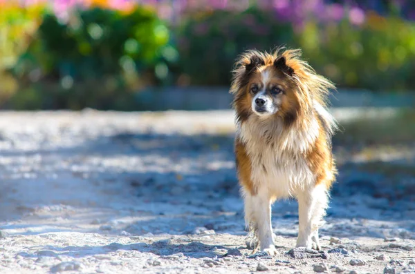 花と明るい背景に村のふわふわ犬 — ストック写真