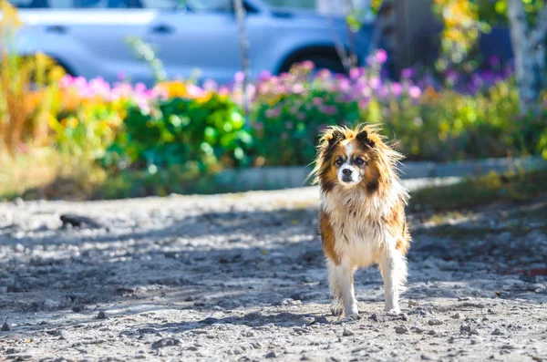 花と明るい背景に村のふわふわ犬 — ストック写真