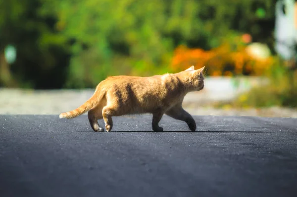 Red Cat Dark Background Road Royalty Free Stock Photos