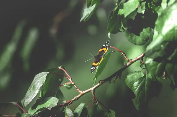 Farfalla Prepara Volare Uno Sfondo Verde Pallido Con Grande Spazio — Foto Stock
