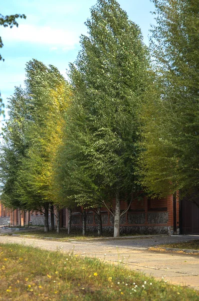 Alley with identical tall trees in the village