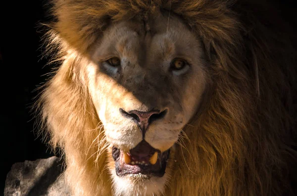 Retrato León Sobre Fondo Negro Luz Brillante Emociones — Foto de Stock