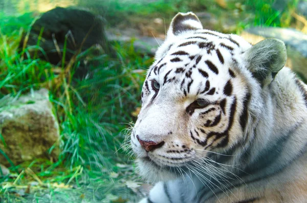 Tigre Bengala Sobre Fondo Verde — Foto de Stock