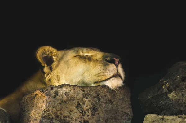 平静地睡在石头上的母狮 — 图库照片