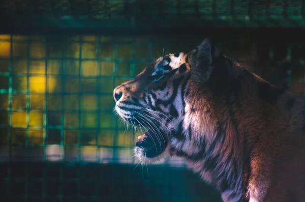 Tigre Una Gabbia Foto Profilo — Foto Stock