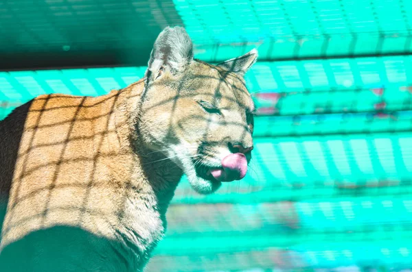 Puma portrait in neon light