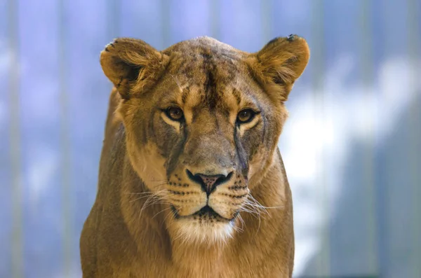 同质背景下的无情感母狮画像 — 图库照片